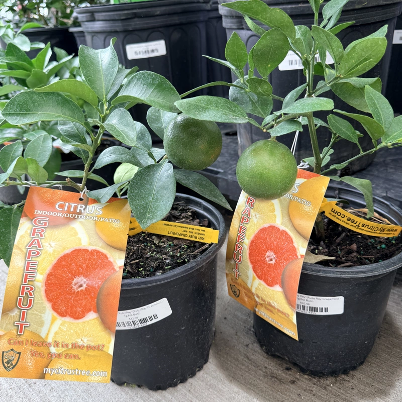 Citrus paradisi 'Ruby Ray' (Ruby Ray Grapefruit) - 1g Pot Bush