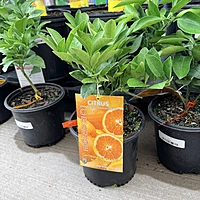 Citrus x sinensis 'Navel' (Navel Orange) - 1g Pot Bush
