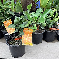 Citrus x sinensis 'Navel' (Navel Orange) - 1g Pot Bush