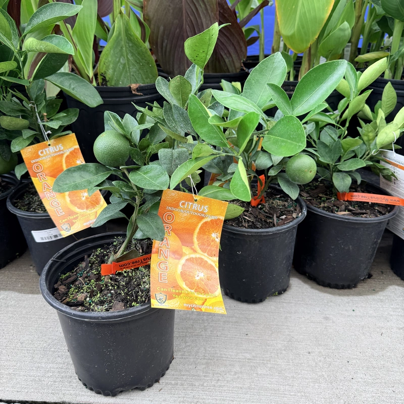 Citrus x sinensis 'Navel' (Navel Orange) - 1g Pot Bush