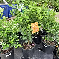 Citrus x microcarpa (Calamondin Orange) - 3g Pot Bush