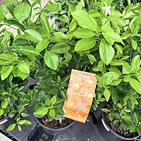 Citrus x microcarpa (Calamondin Orange) - 3g Pot Bush