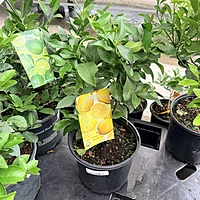 Citrus limon 'Harvey' (Harvey Lemon) - 3g Pot Bush