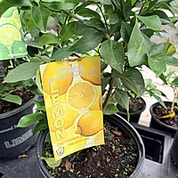 Citrus limon 'Harvey' (Harvey Lemon) - 3g Pot Bush