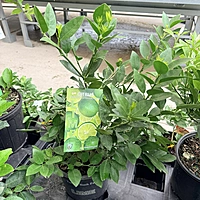 Citrus × aurantiifolia (Thorny Key Lime) - 3g Pot Bush