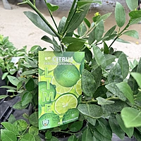 Citrus × aurantiifolia (Thorny Key Lime) - 3g Pot Bush