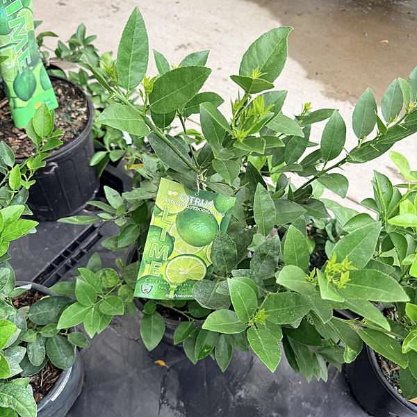 Citrus × aurantiifolia (Thorny Key Lime) - 3g Pot Bush