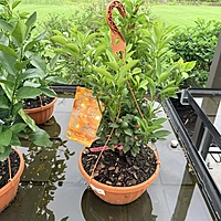 Citrus sp. (Citrus Mixed Varieties ) - 12" Hanging Basket