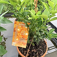 Citrus sp. (Citrus Mixed Varieties ) - 12" Hanging Basket
