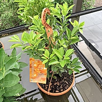 Citrus sp. (Citrus Mixed Varieties ) - 12" Hanging Basket