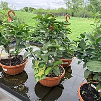 Citrus sp. (Citrus Mixed Varieties ) - 12" Hanging Basket