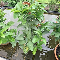 Citrus sp. (Citrus Mixed Varieties ) - 12" Hanging Basket