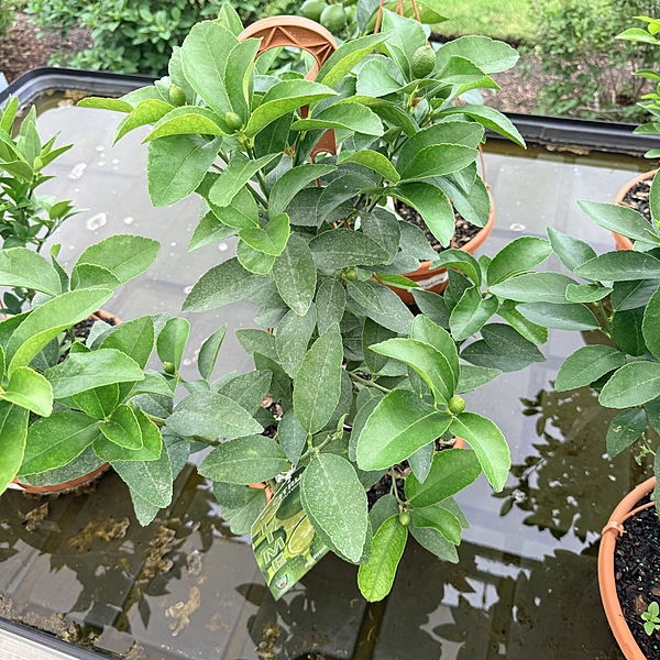 Citrus sp. (Citrus Mixed Varieties ) - 12" Hanging Basket