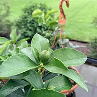 Citrus sp. (Citrus Mixed Varieties ) - 12" Hanging Basket