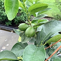 Citrus sp. (Citrus Mixed Varieties ) - 12" Hanging Basket