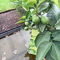 Citrus sp. (Citrus Mixed Varieties ) - 12" Hanging Basket