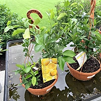 Citrus sp. (Citrus Mixed Varieties ) - 12" Hanging Basket