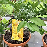Citrus sp. (Citrus Mixed Varieties ) - 12" Hanging Basket