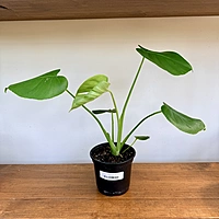 Monstera (Monstera deliciosa) - 6" Pot