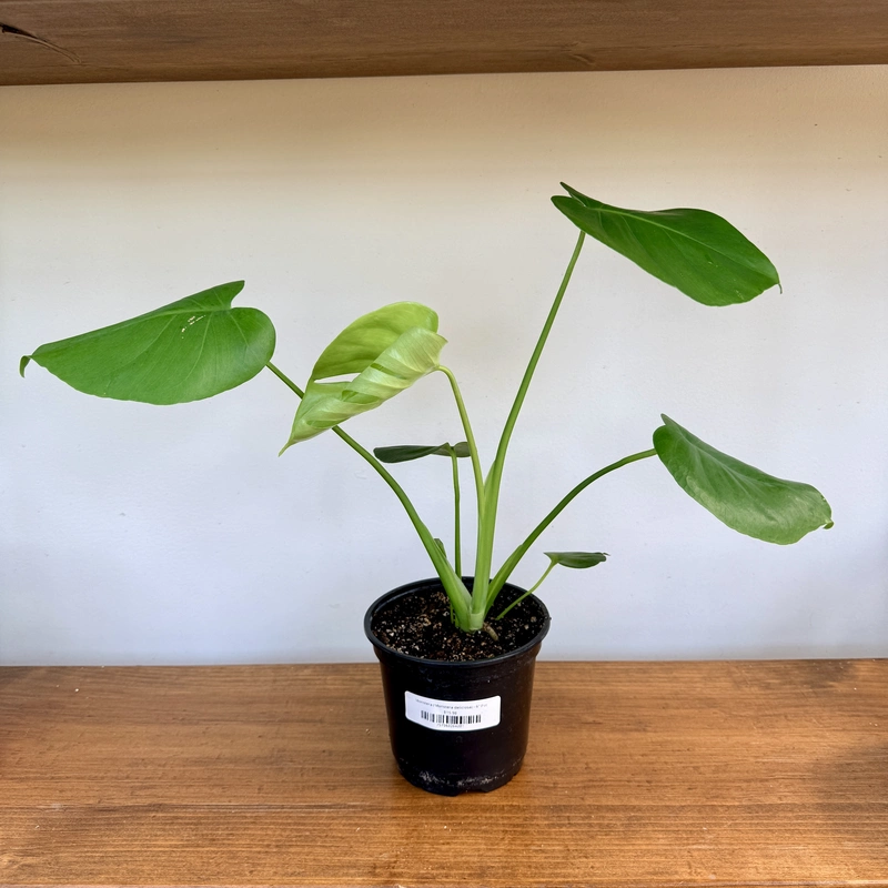 Monstera (Monstera deliciosa) - 6" Pot