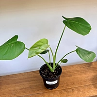 Monstera (Monstera deliciosa) - 6" Pot