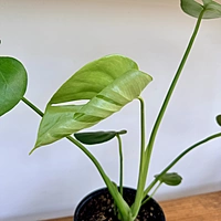 Monstera (Monstera deliciosa) - 6" Pot