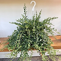 Aeschynanthus sp. (Lipstick Plant) - 8" HB