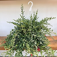 Aeschynanthus sp. (Lipstick Plant) - 8" HB
