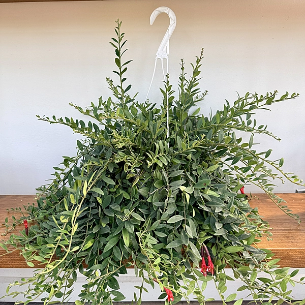 Aeschynanthus sp. (Lipstick Plant) - 8" HB