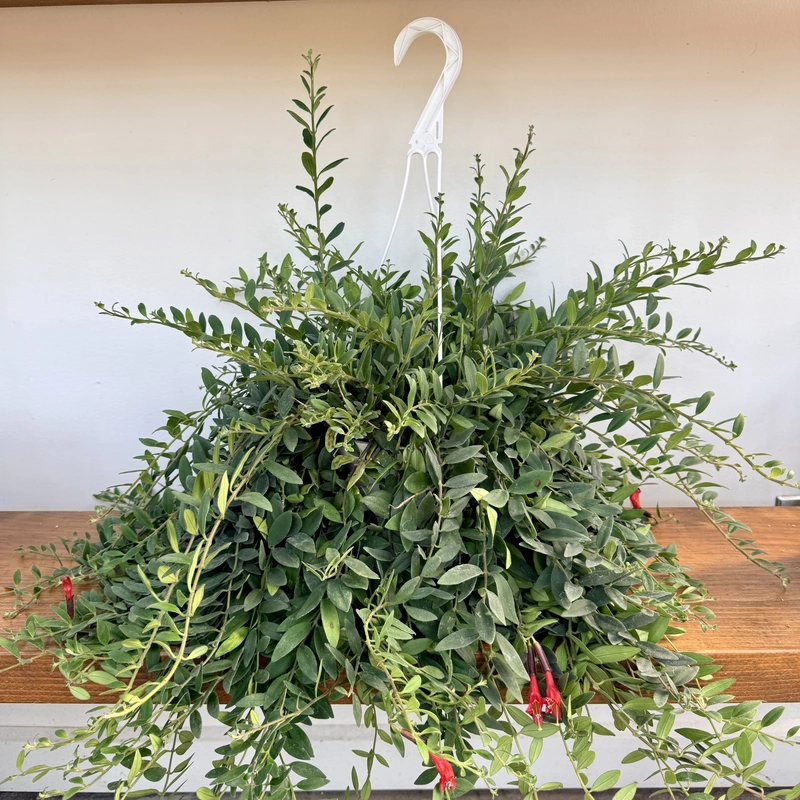 Aeschynanthus sp. (Lipstick Plant) - 8" HB