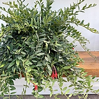 Aeschynanthus sp. (Lipstick Plant) - 8" HB
