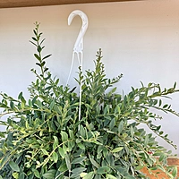 Aeschynanthus sp. (Lipstick Plant) - 8" HB