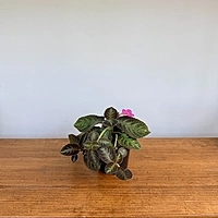 Episcia cupreata 'Chocolate Soldier' (Chocolate Soldier Plant) - 4" Pot