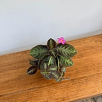 Episcia cupreata 'Chocolate Soldier' (Chocolate Soldier Plant) - 4" Pot