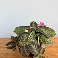 Episcia cupreata 'Chocolate Soldier' (Chocolate Soldier Plant) - 4" Pot