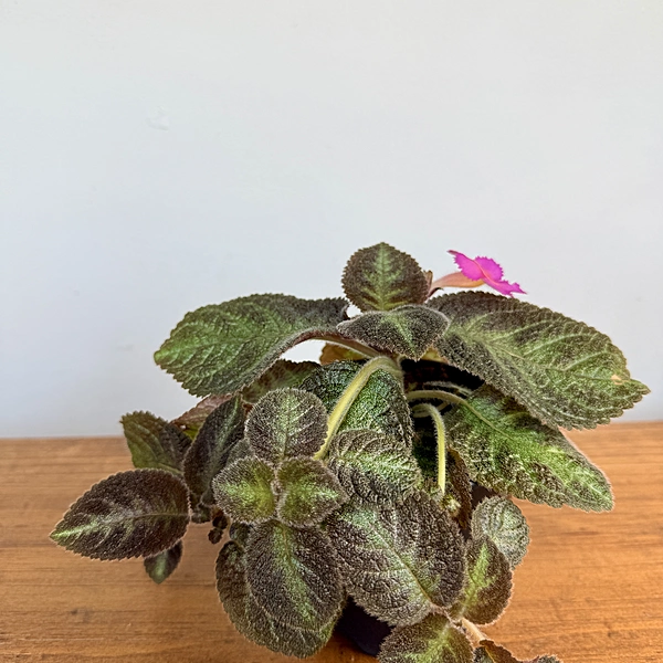 Episcia cupreata 'Chocolate Soldier' (Chocolate Soldier Plant) - 4" Pot