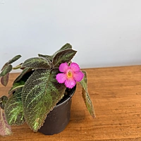 Episcia cupreata 'Chocolate Soldier' (Chocolate Soldier Plant) - 4" Pot