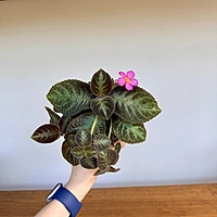 Episcia cupreata 'Chocolate Soldier' (Chocolate Soldier Plant) - 4" Pot
