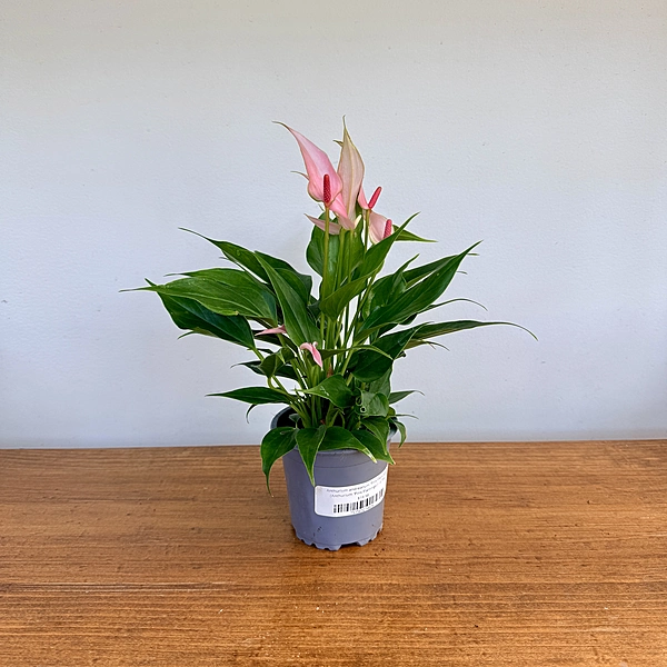 Anthurium andreanum 'Pink Flamingo' (Anthurium 'Pink Flamingo') - 4" Pot