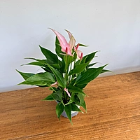 Anthurium andreanum 'Pink Flamingo' (Anthurium 'Pink Flamingo') - 4" Pot