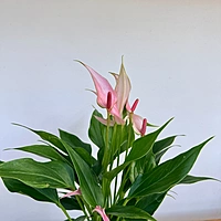 Anthurium andreanum 'Pink Flamingo' (Anthurium 'Pink Flamingo') - 4" Pot