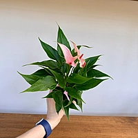 Anthurium andreanum 'Pink Flamingo' (Anthurium 'Pink Flamingo') - 4" Pot