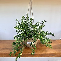 Nematanthus gregarius (Hypocerta Goldfish Plant) - 8" HB
