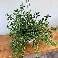 Nematanthus gregarius (Hypocerta Goldfish Plant) - 8" HB
