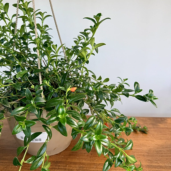 Nematanthus gregarius (Hypocerta Goldfish Plant) - 8" HB