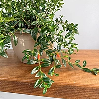 Nematanthus gregarius (Hypocerta Goldfish Plant) - 8" HB