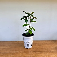 Laurus nobilis (Bay Laurel) - 5" Pot