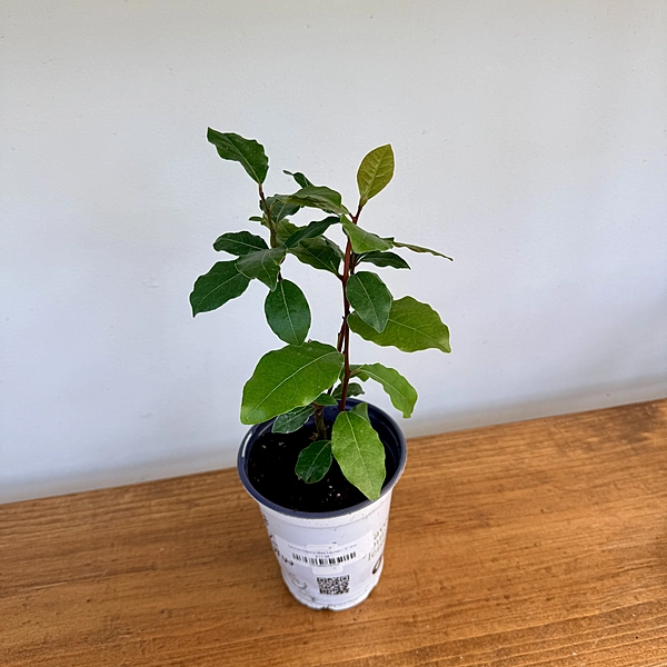 Laurus nobilis (Bay Laurel) - 5" Pot