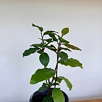 Laurus nobilis (Bay Laurel) - 5" Pot