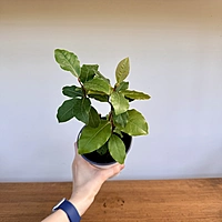Laurus nobilis (Bay Laurel) - 5" Pot